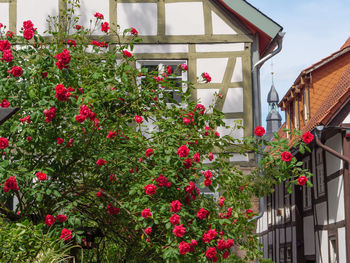 Red flowering plants by building