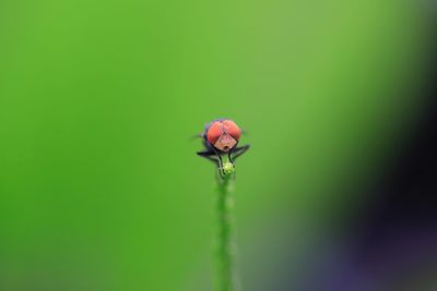 Close-up of red flower bud