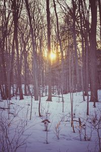 Trees on snow covered landscape during sunset