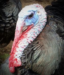 Close-up of bird