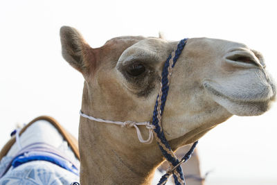 Close-up of a horse