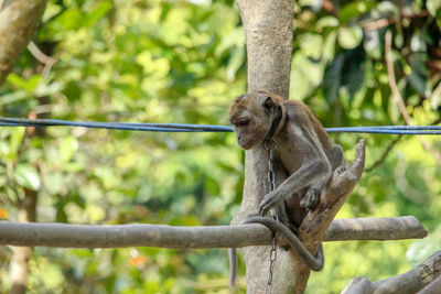 Close-up of monkey on tree