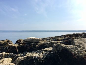 Grey seal on rocks at filey, east yorkshire, united kingdom