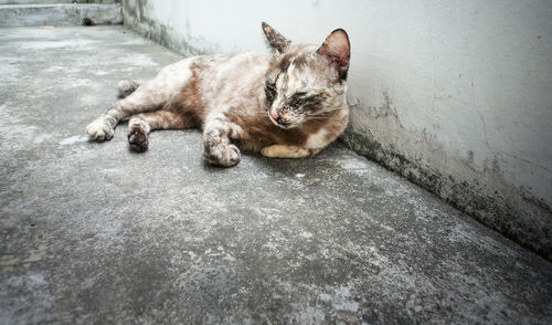 Cat sleeping on footpath