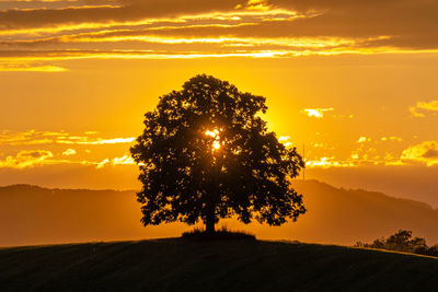 Silhouette tree against orange sky during sunset