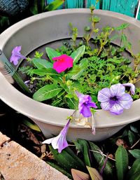 High angle view of various flowers blooming in potted plant