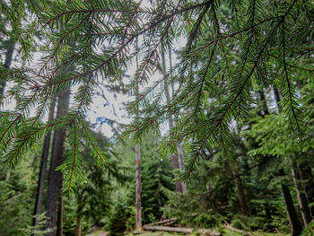 Pine trees in forest