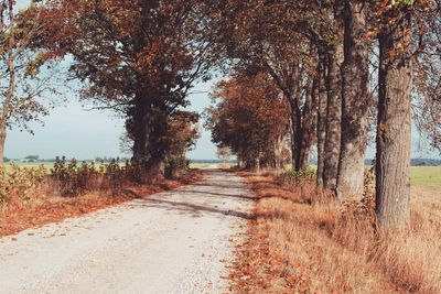 Dirt road amidst trees during autumn