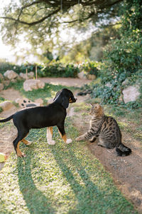 Dogs on field