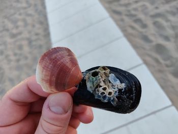 Shells in hand 