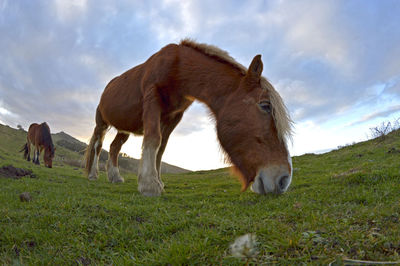 Horse grazing in field