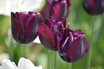 Close-up of pink tulip