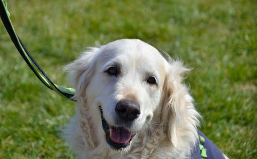 Close-up portrait of dog on field