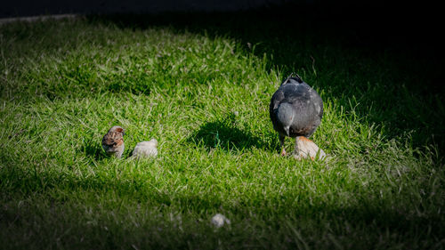 Ducks in a field