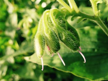 Close-up of plant