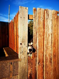 Cat on wooden fence