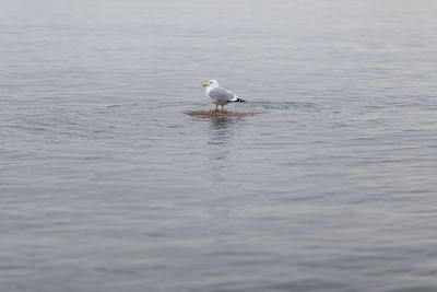 Seagull swimming in sea