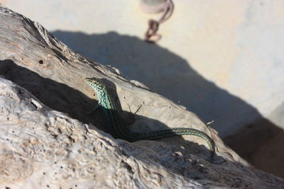 High angle view of lizard on land
