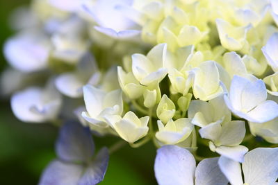 Close-up of white hydrangea flowers