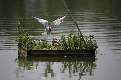 Bird flying over lake