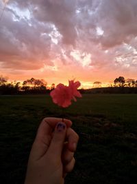 Midsection of person holding flower against sky at sunset