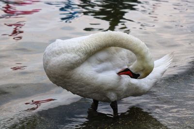 Swan floating on lake