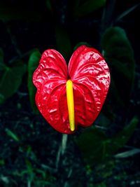 Close-up of red flower blooming outdoors