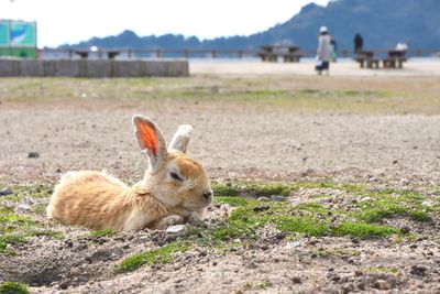 Close-up of rabbit on field