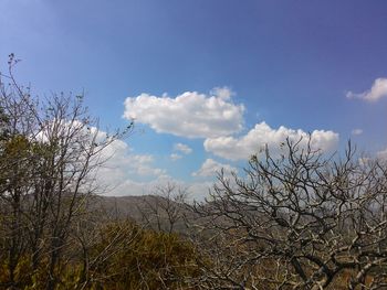 Bare trees on landscape against sky