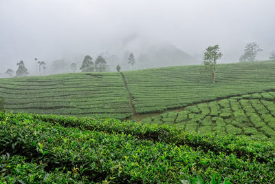 Scenic view of agricultural field during foggy weather