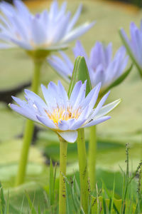 Close-up of purple water lily in field