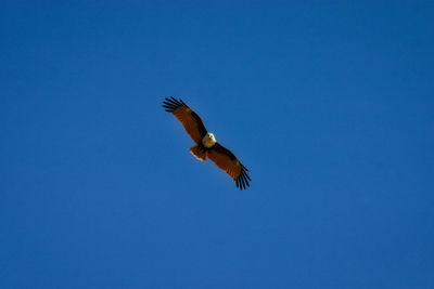 Low angle view of bird flying against clear blue sky