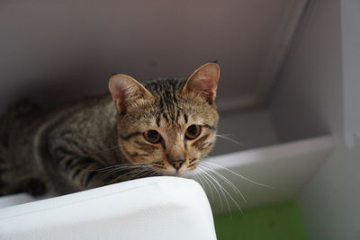 Close-up portrait of a cat at home