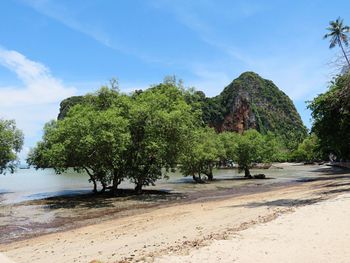 Trees on beach against sky