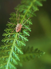 Close-up of butterfly on pine tree