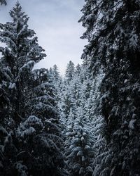 Trees in forest during winter