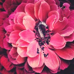 Close-up of pink flowers