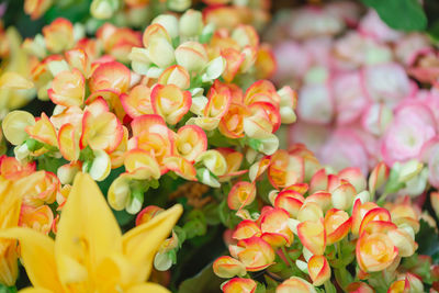 Full frame shot of multi colored flowers