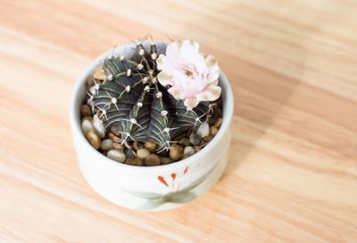 High angle view of flower pot on table