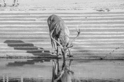 Horse in lake