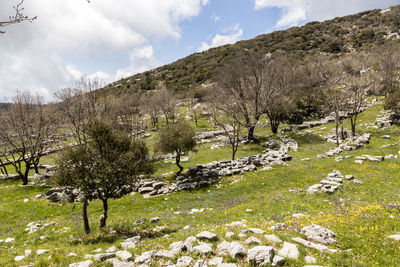 Trees on field against sky