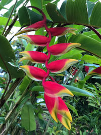 Close-up of red flowers