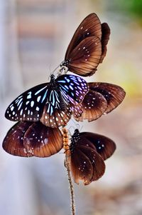 Close-up of butterfly on leaf