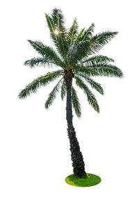 Close-up of palm tree