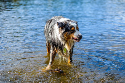 Dog running in water