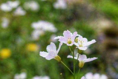 Close-up of white flowering plant