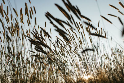 Close-up of stalks in field against sky