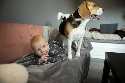 Cute newborn baby boy laying with a beagle dog on a couch. pet for newborn concept