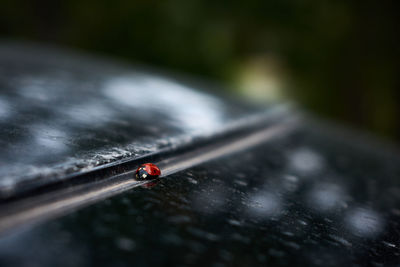 Close up of a ladybird