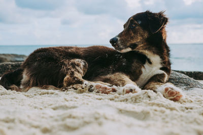 Dog relaxing on beach